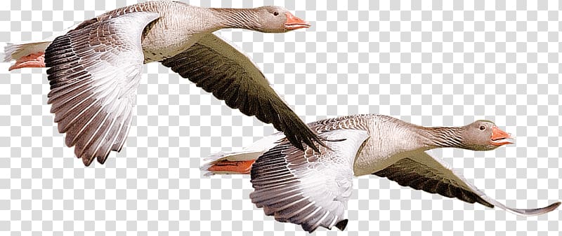 Canada Goose Duck Water bird, goose transparent background PNG clipart