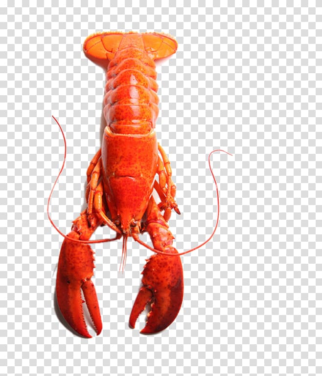 American lobster Homarus gammarus Palinurus elephas Astacoidea Seafood, Red Lobster transparent background PNG clipart