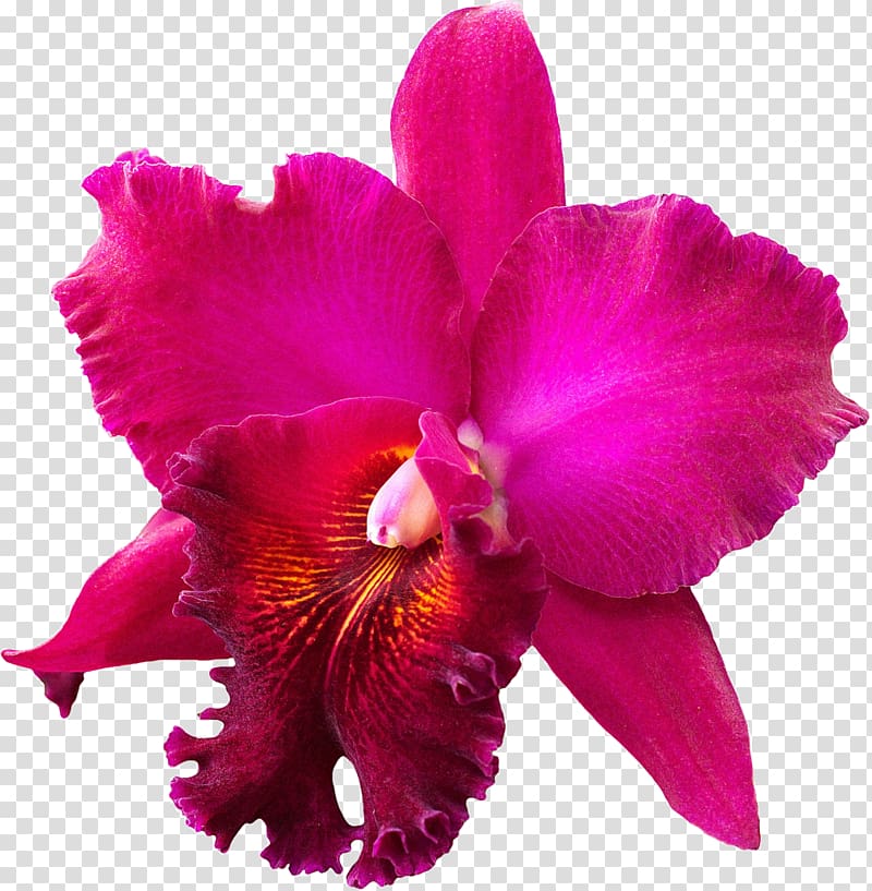 Crimson Cattleya Christmas orchid Orchids , orquideas transparent background PNG clipart