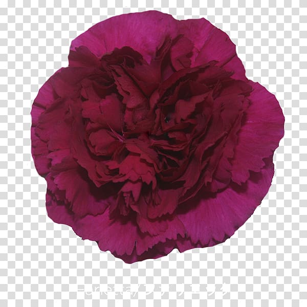 Cabbage rose Carnation Cut flowers Petal Peony, Crimson Viper transparent background PNG clipart
