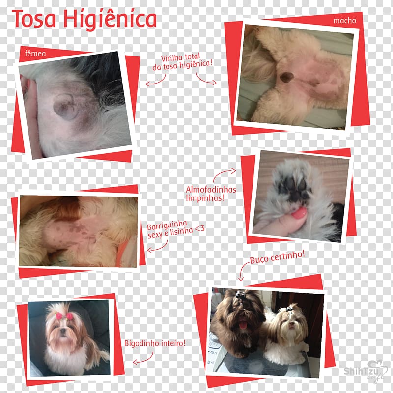 Whiskers Shih Tzu Poodle Lhasa Apso Dog breed, Cat transparent background PNG clipart