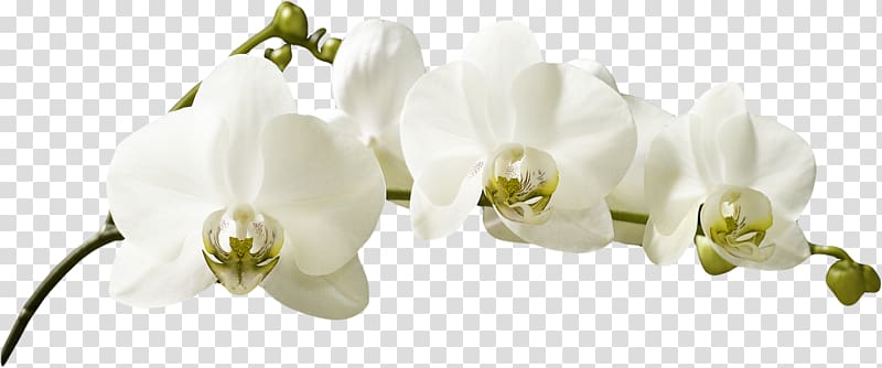 white moth orchids in bloom, Orchids White Flower, orchid transparent background PNG clipart