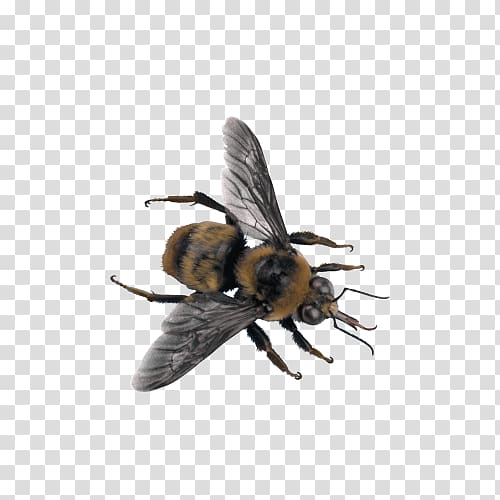 Characteristics of common wasps and bees Insect, Insect wasp transparent background PNG clipart