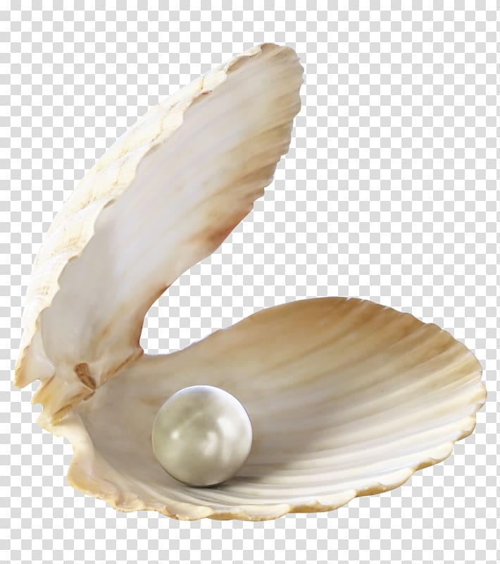 white pearl on clam, Earring Pearl Bracelet Necklace, Pearl shell transparent background PNG clipart