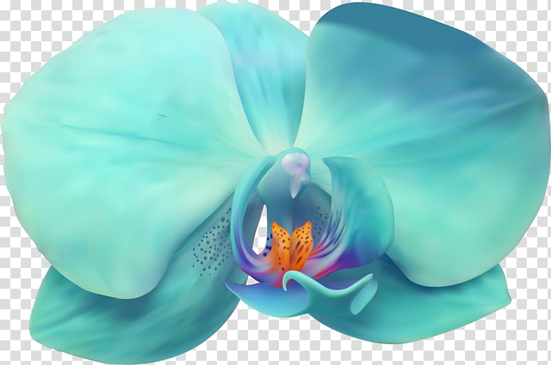 Moth orchids Petal Flower, flower transparent background PNG clipart