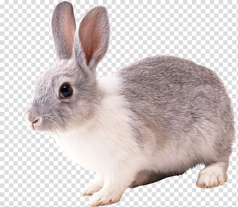 gray and white rabbit, Hare French Lop Easter Bunny Rabbit, Rabbit transparent background PNG clipart