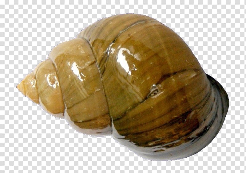 Chinese mystery snail Clam Pomacea canaliculata Bolinus brandaris Mollusc shell, river snail transparent background PNG clipart