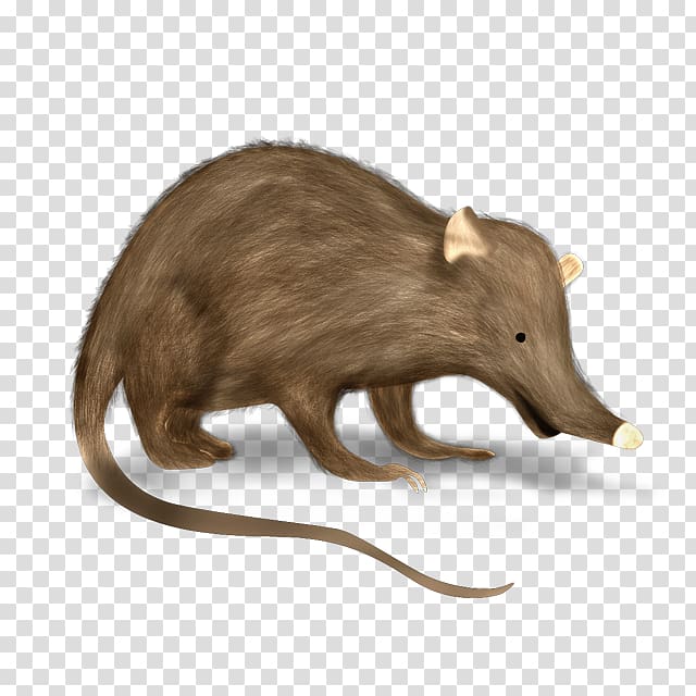 Hispaniolan solenodon Venomous mammal, Medes transparent background PNG clipart