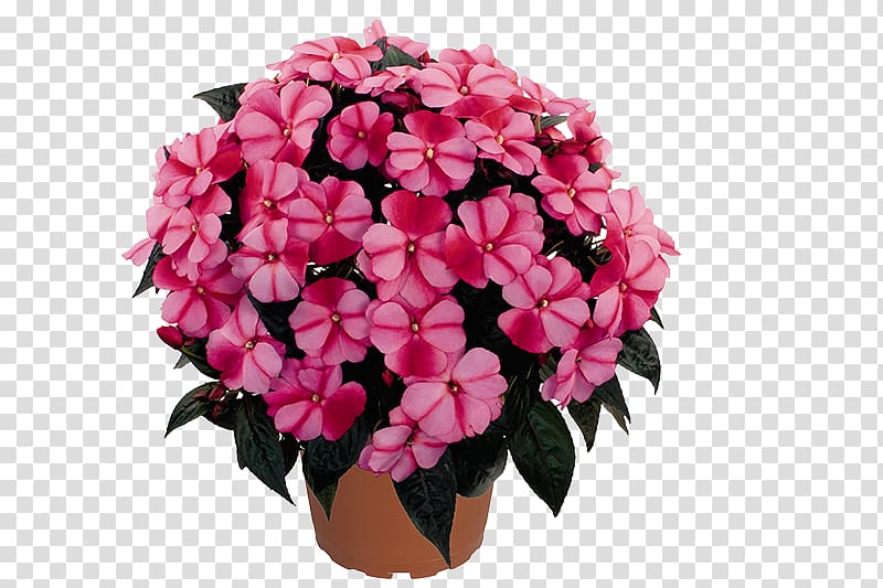 Impatiens hawkeri Annual plant Perennial plant Houseplant, flower transparent background PNG clipart