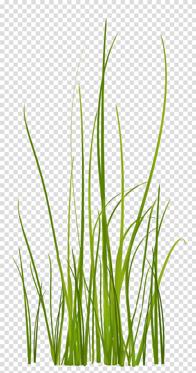 grass transparent background PNG clipart
