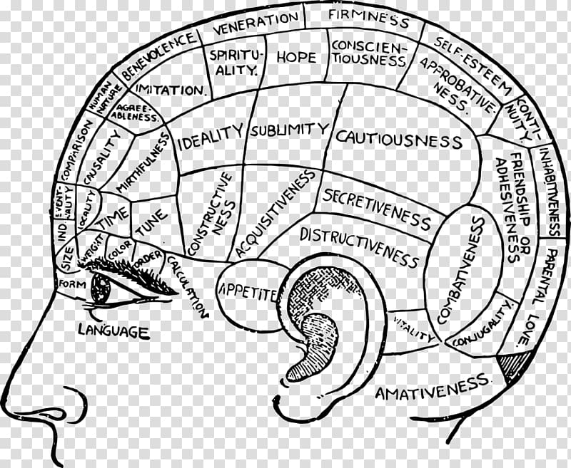 Phrenology [bust] Pie chart Diagram, Brain transparent background PNG clipart