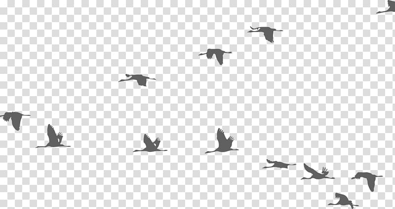 Bird flight Crane Flock, Bird transparent background PNG clipart