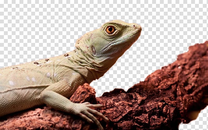 Lizard Chameleons Reptile Desktop Green iguana, lizard transparent background PNG clipart