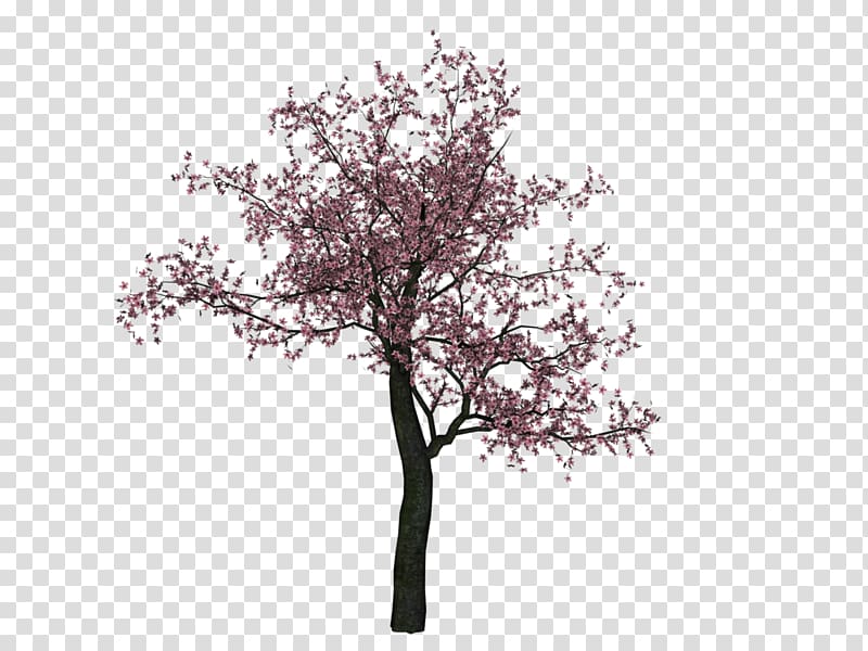 pink tree illustration, Cherry blossom Cherry blossom Tree, Cherry Tree transparent background PNG clipart