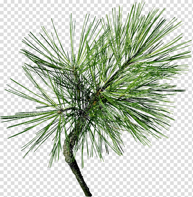 Pine Tree Conifer cone Conifers needle, tree transparent background PNG clipart