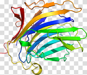 Leaf Plant stem , Leaf transparent background PNG clipart thumbnail