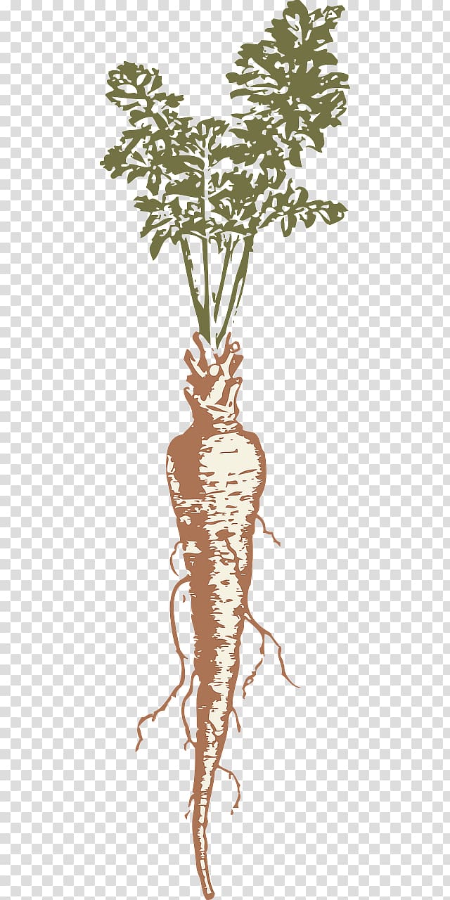 Root Vegetables Parsnip , Parsnip transparent background PNG clipart