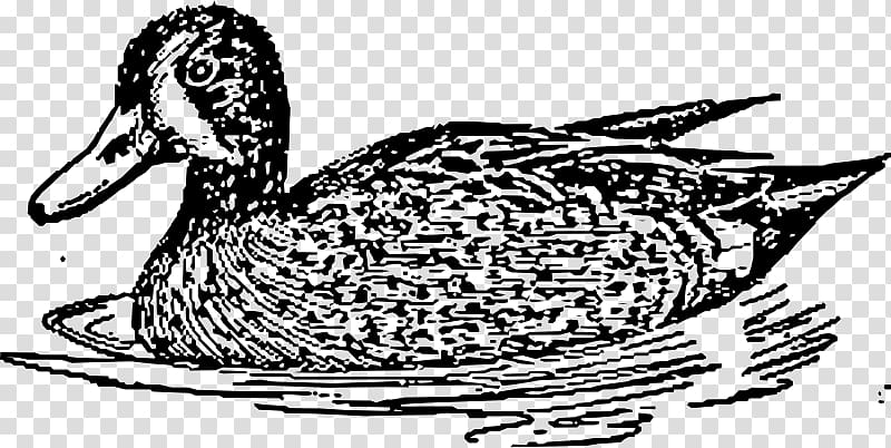 Mallard Goose Duck American Pekin , Blue Wing transparent background PNG clipart