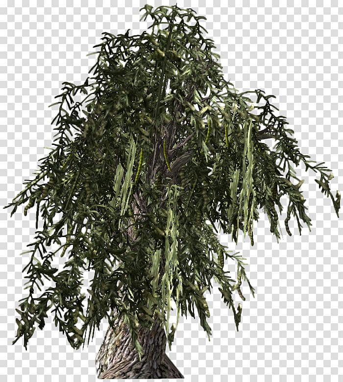 Fallout: New Vegas Prosopis glandulosa Tree Fallout 4 Mesquite, shrub transparent background PNG clipart