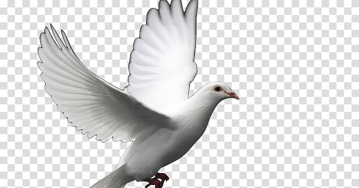 Columbidae Doves as symbols Bird Release dove , santo transparent background PNG clipart