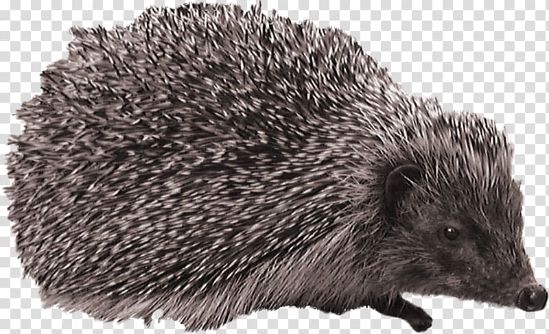 Hedgehog transparent background PNG clipart