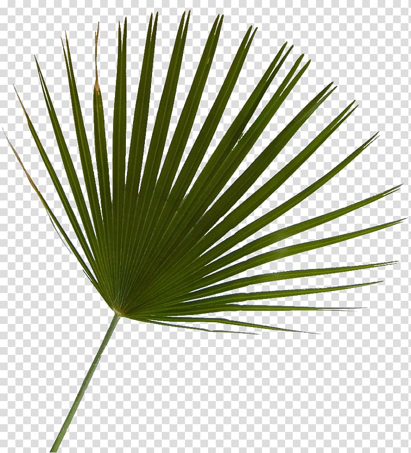 Arecaceae Saw palmetto Tree Plant Leaf, tree transparent background PNG clipart