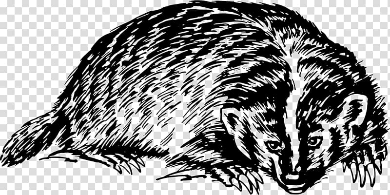 European badger Honey badger , wildlife transparent background PNG clipart