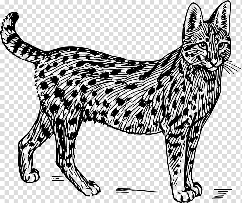 Savannah cat Wildcat Serval , others transparent background PNG clipart