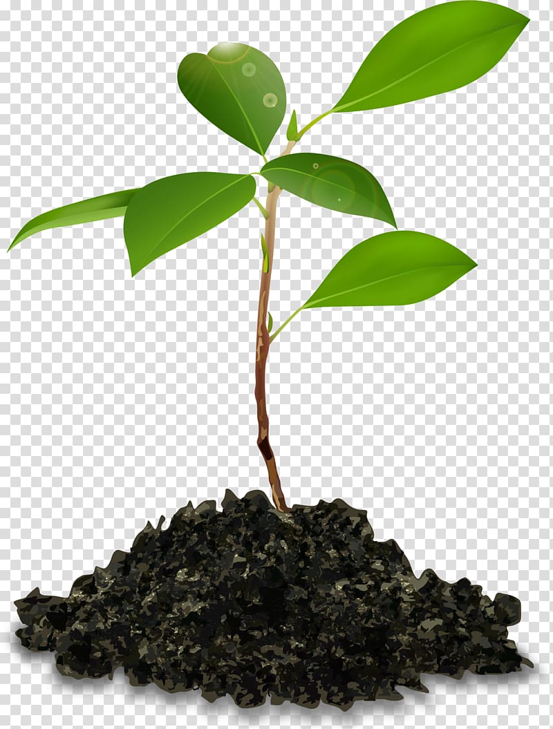 green seedling illustration, Chicken 0 Skin Plant, Planting trees transparent background PNG clipart