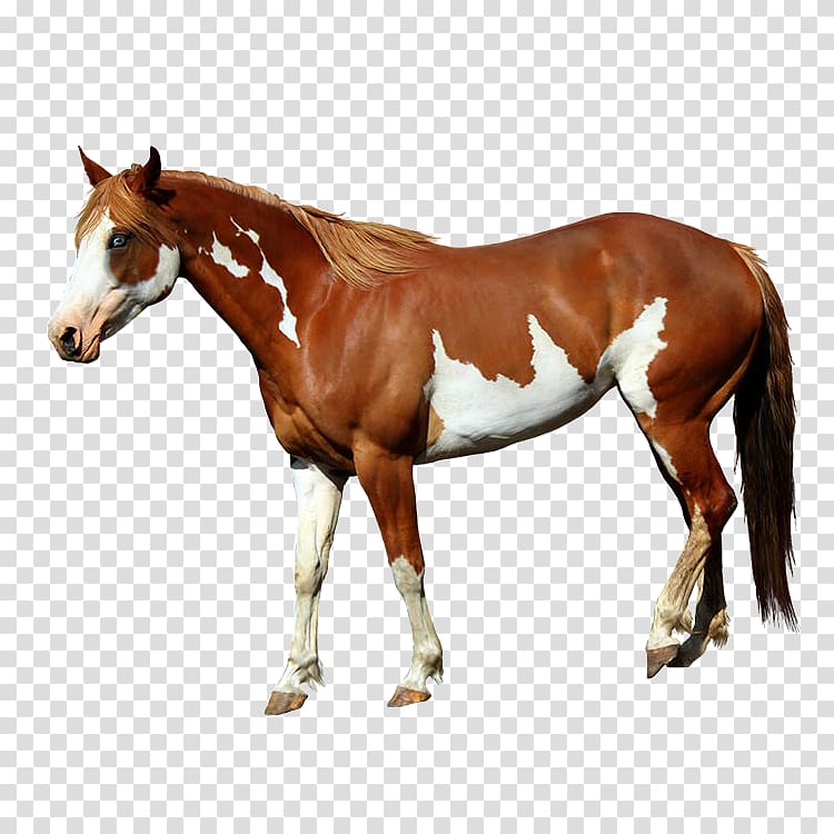 American Paint Horse Mangalarga Marchador Foal Standing Horse, HORS transparent background PNG clipart