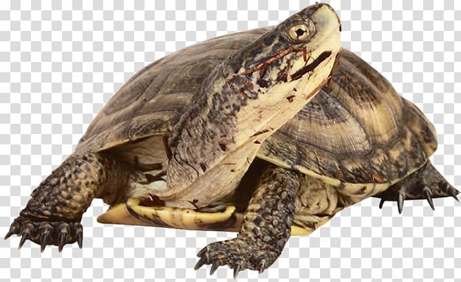 Box turtle Common snapping turtle Tortoise Reptile, turtle transparent background PNG clipart