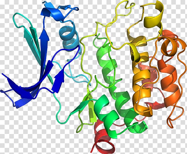 Serine/threonine-specific protein kinase NEK2 Serine/threonine-specific protein kinase, transparent background PNG clipart