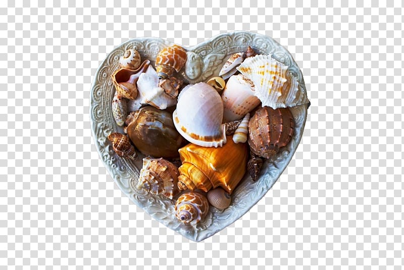 Bivalvia Seashell Mollusc shell, A variety of sea creatures transparent background PNG clipart