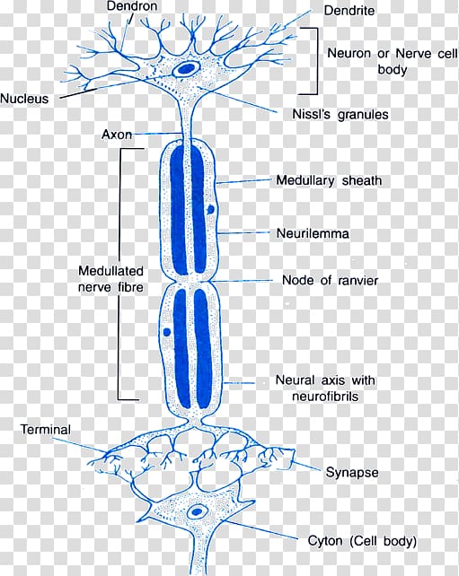 Neuron Neurotransmitter Synapse Axon Reflex, nerve structure transparent background PNG clipart
