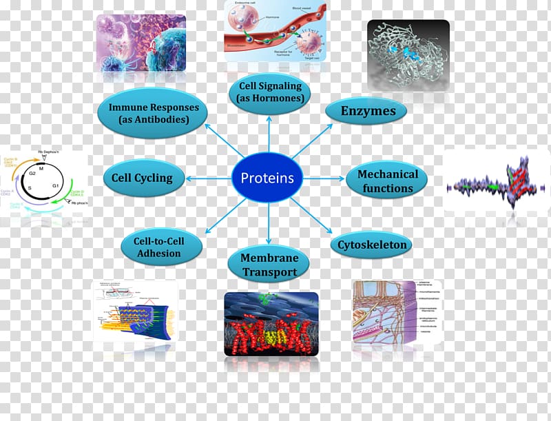 Protein Cell membrane Biology Amino acid, crowded transparent background PNG clipart