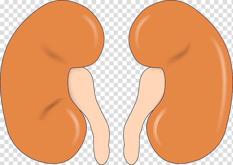 Chronic kidney disease Organ , others transparent background PNG clipart