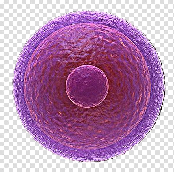 In vitro fertilisation Egg cell Fecondazione artificiale, Purple biomedical cell illustration transparent background PNG clipart