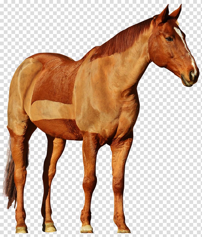 brown and white horse , Mustang Equestrianism Foal Stallion, Horse transparent background PNG clipart