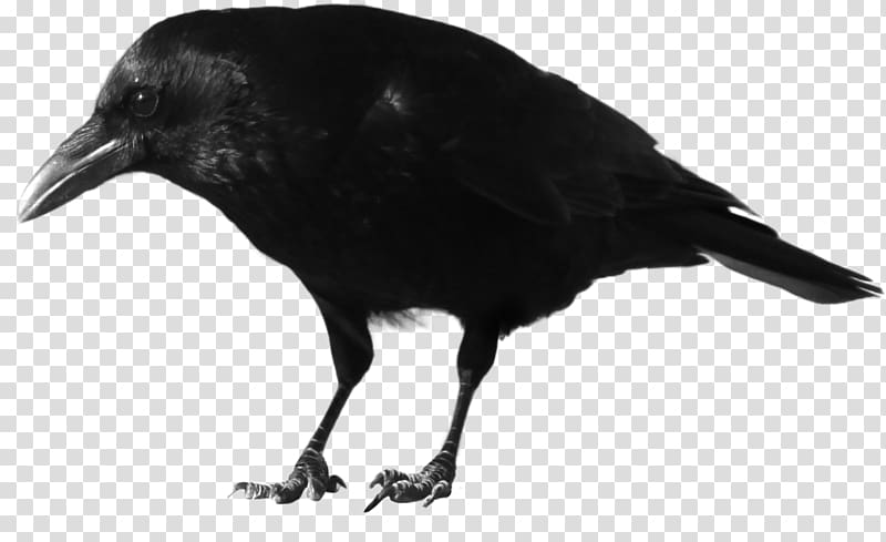 American crow Common raven Rook Fish crow Bird, Black crow transparent background PNG clipart