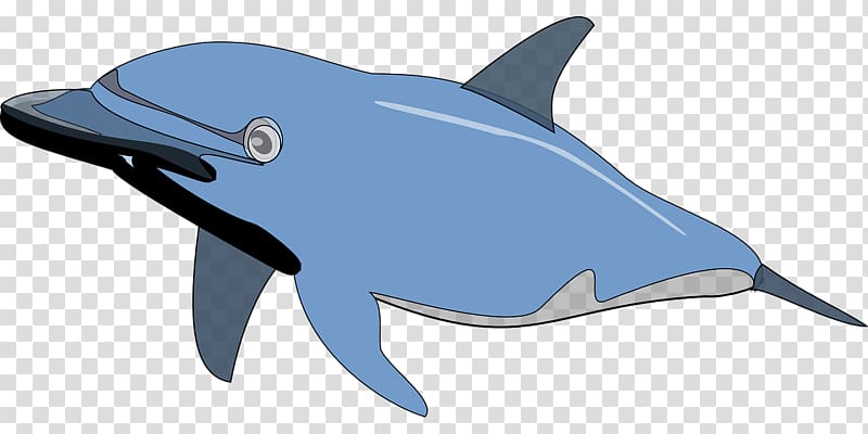Spinner dolphin Bottlenose dolphin , Blue Dolphin transparent background PNG clipart