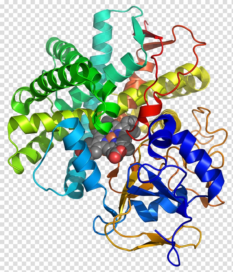 Prostacyclin synthase Calmodulin Prostaglandin Protein kinase A, others transparent background PNG clipart