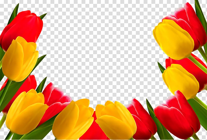 red and yellow tulip flowers illustration, Indira Gandhi Memorial Tulip Garden Flower , tulip transparent background PNG clipart