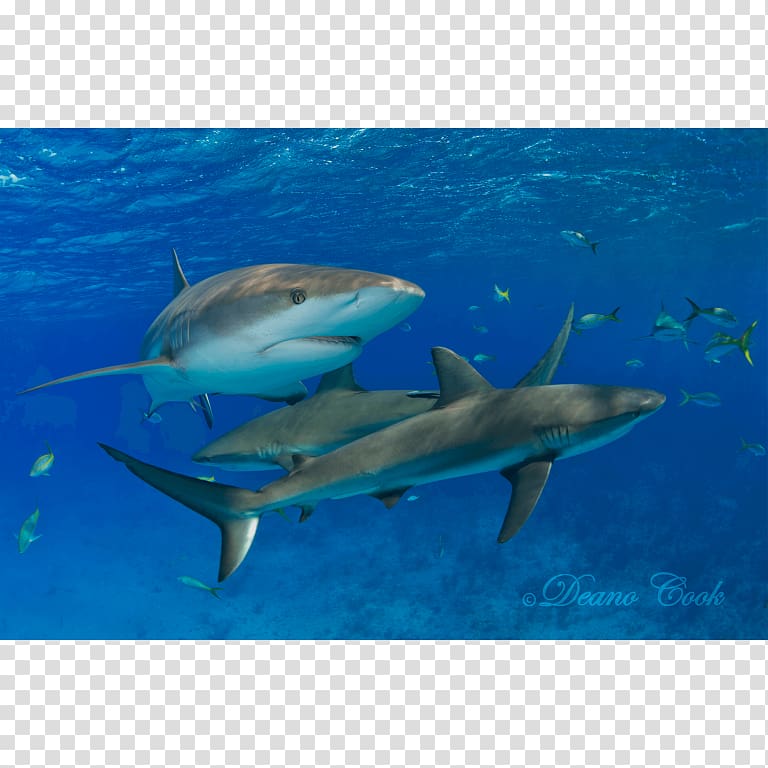 Tiger shark Great white shark Lemon shark Caribbean reef shark, shark transparent background PNG clipart
