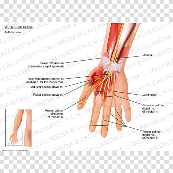 Thumb Median nerve Muscle Anatomy, hand transparent background PNG clipart