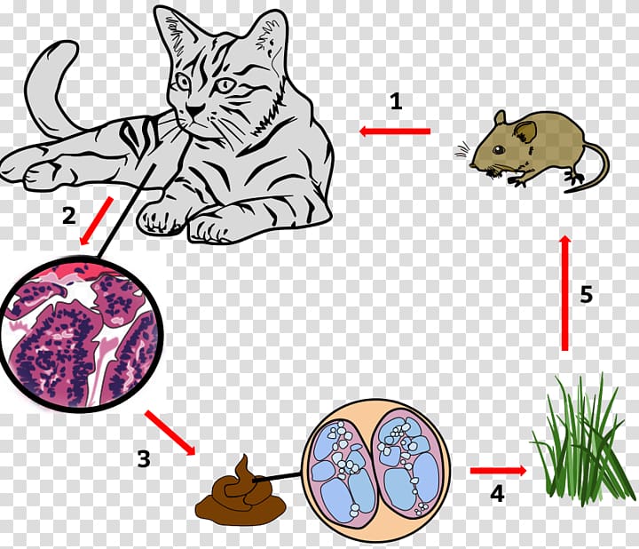 Cat Whiskers Toxoplasmosis Disease Toxoplasma gondii, Cat transparent background PNG clipart