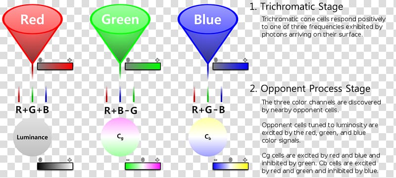 Information processing Color processing Machine learning Light, colour vision transparent background PNG clipart