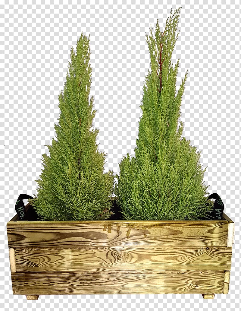 Spruce Larch Grasses Fir Flowerpot, huerto transparent background PNG clipart