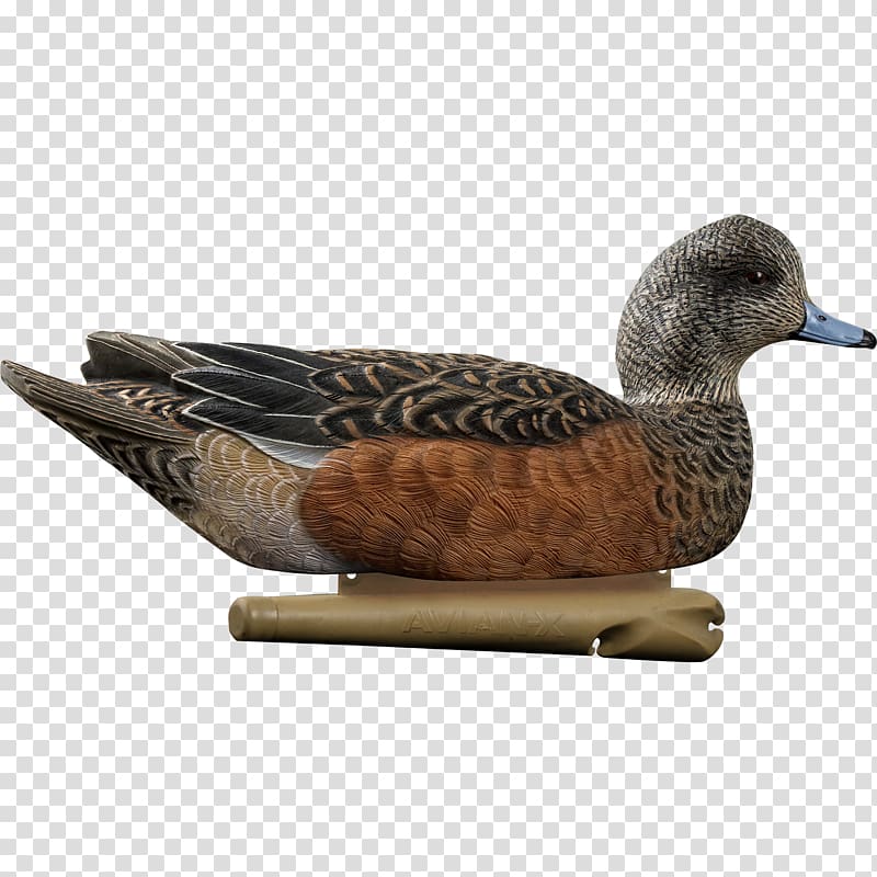Mallard Duck decoy Duck decoy Gadwall, duck transparent background PNG clipart