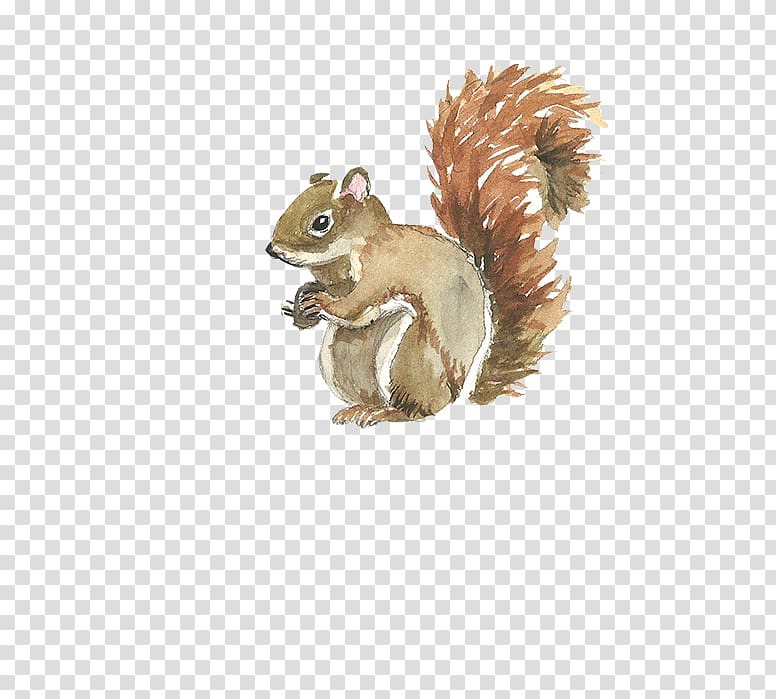 Squirrel Watercolor painting Template, squirrel transparent background PNG clipart