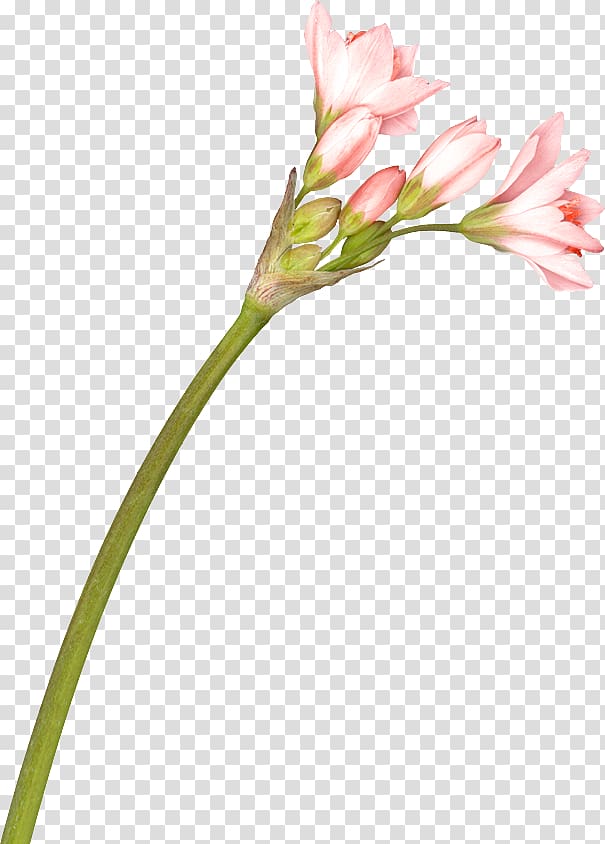 Cut flowers Lily of the Incas Wildflower, flower transparent background PNG clipart